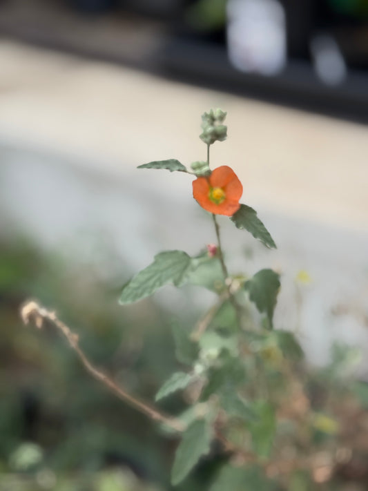 Desert Mallow