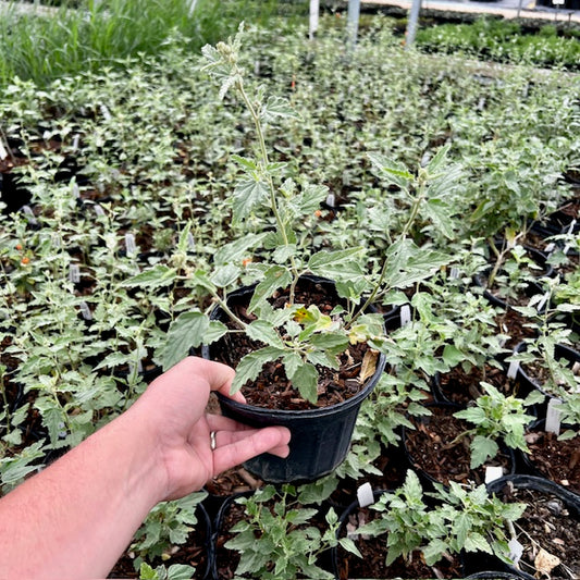 Desert Mallow