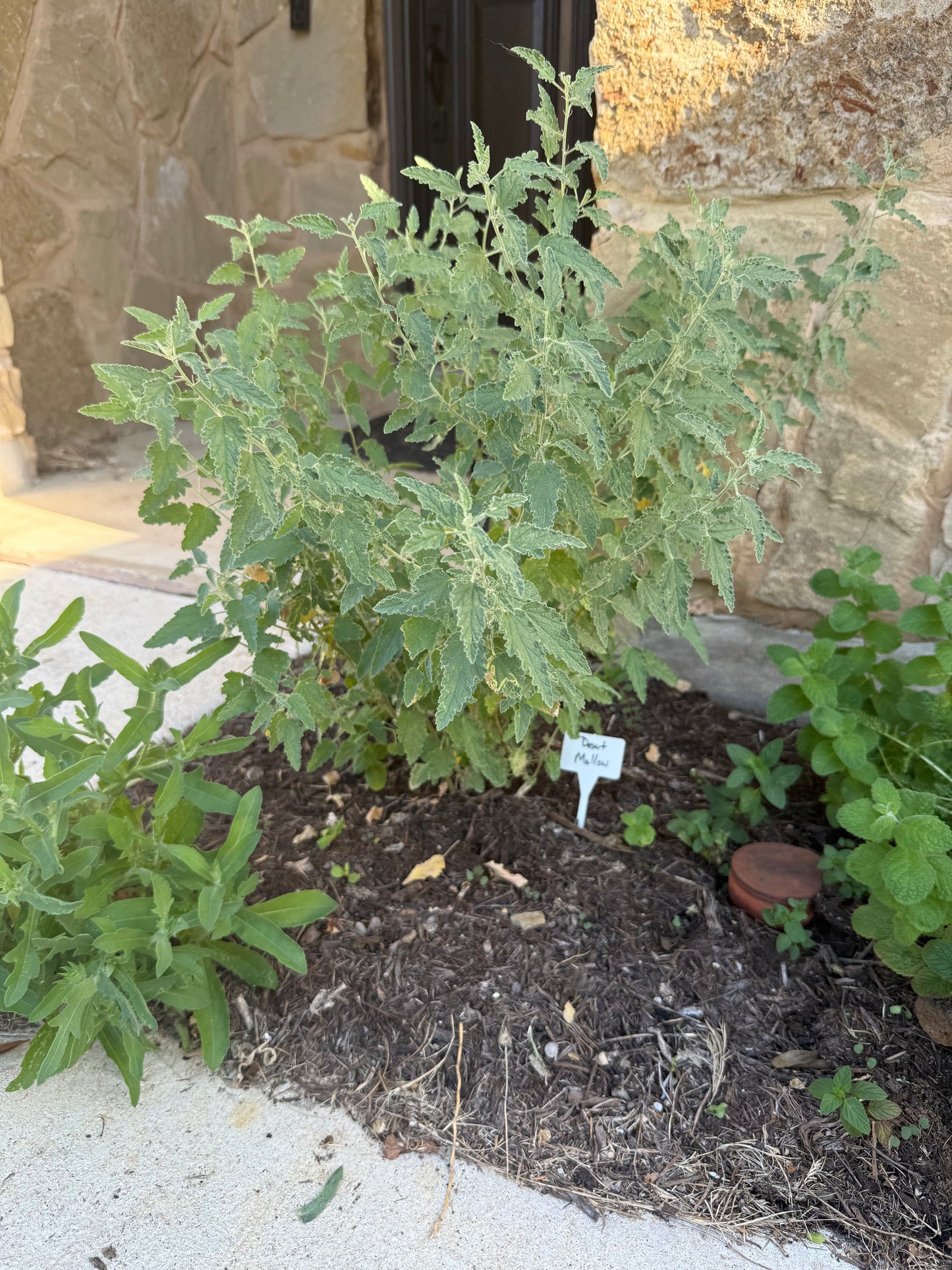 Desert Mallow