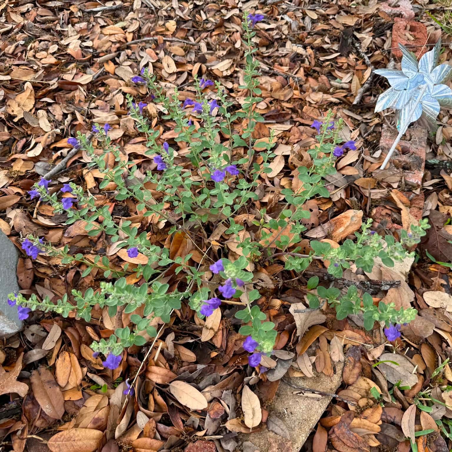 Skullcap