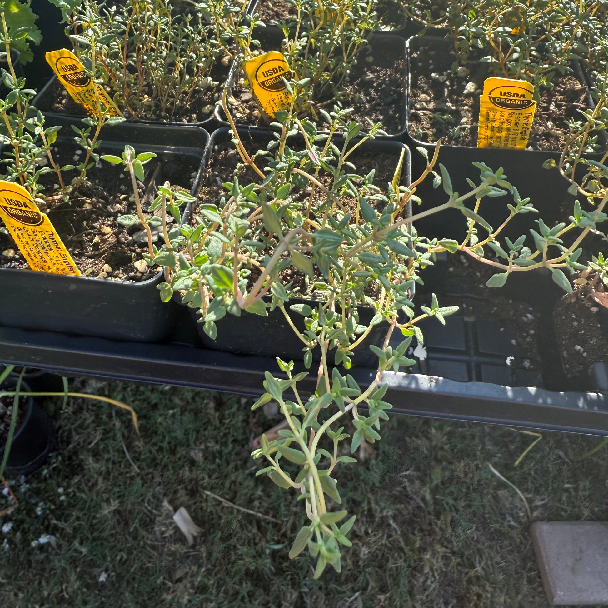 English Thyme