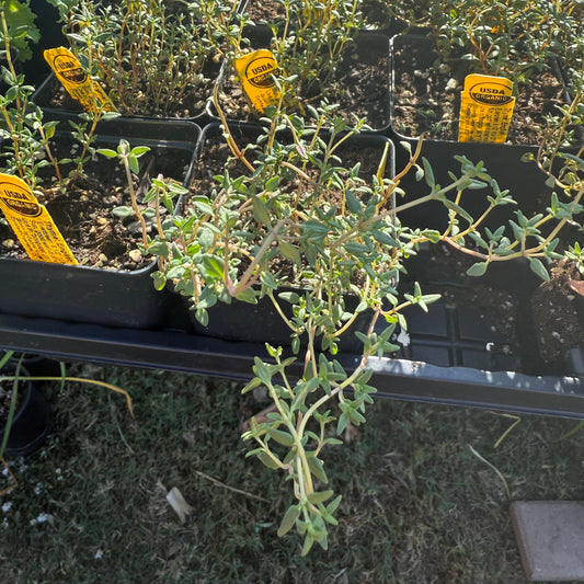 English Thyme