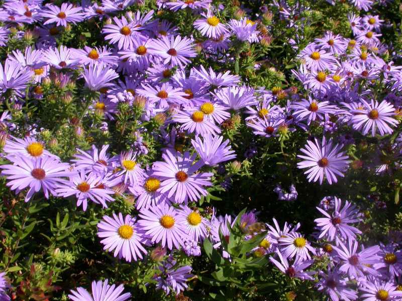 Fall Aster