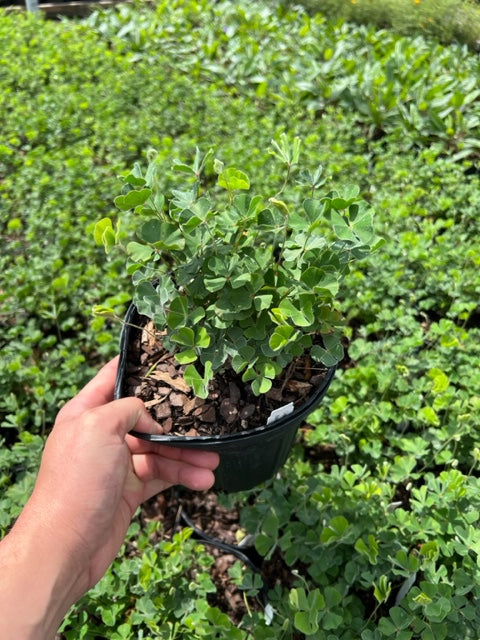 Fern Clover