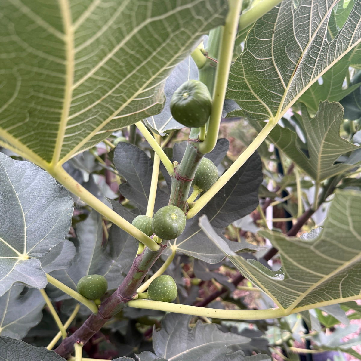 Fig - Texas Everbearing