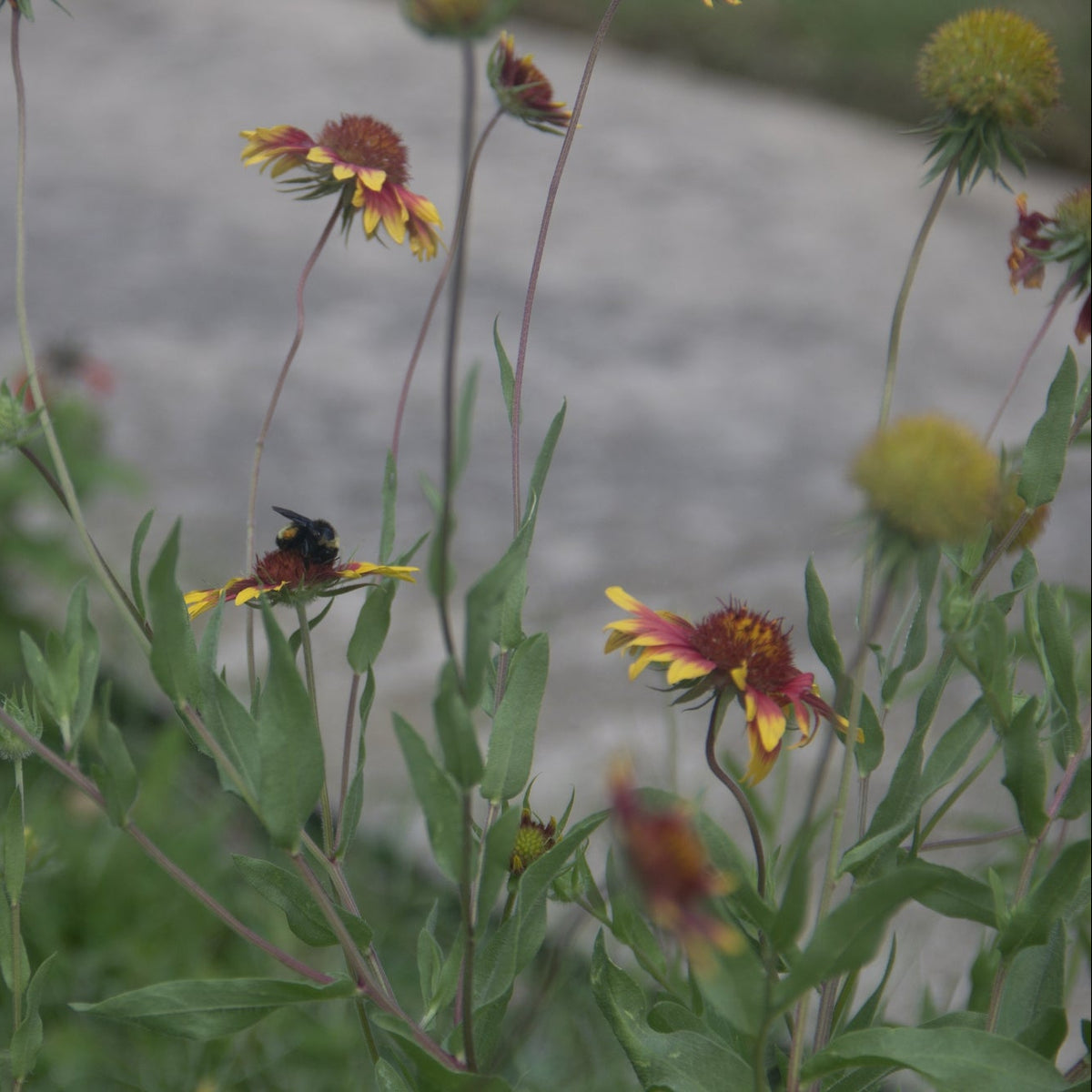 Indian Blanket