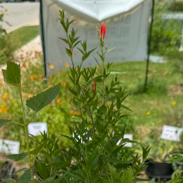 Flame Acanthus