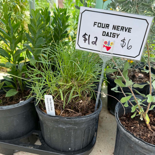 Four Nerve Daisy
