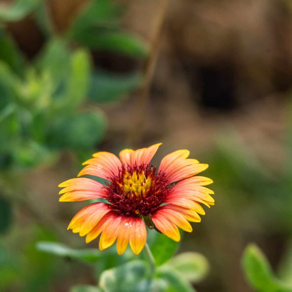 Firewheel (Gaillardia)