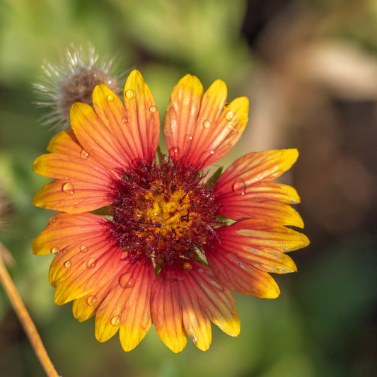 Firewheel (Gaillardia)