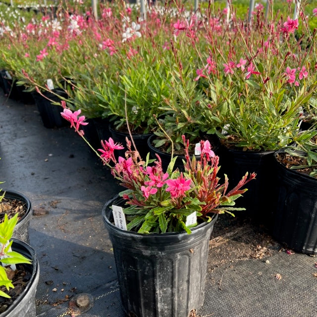 Gaura, Pink