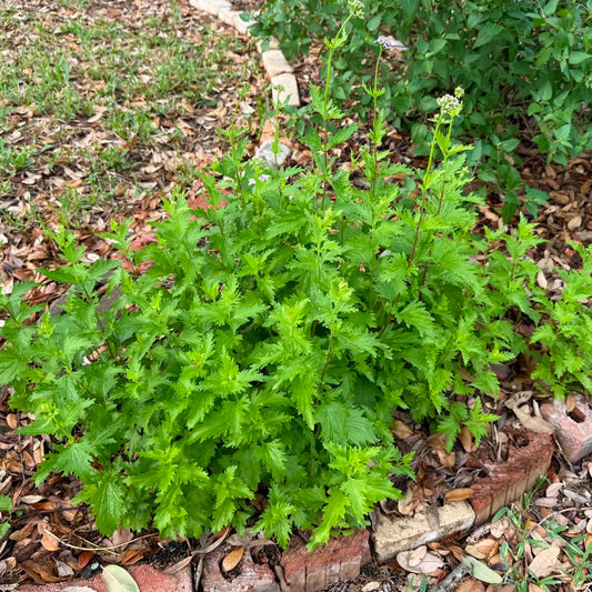 Gregg`s Mistflower