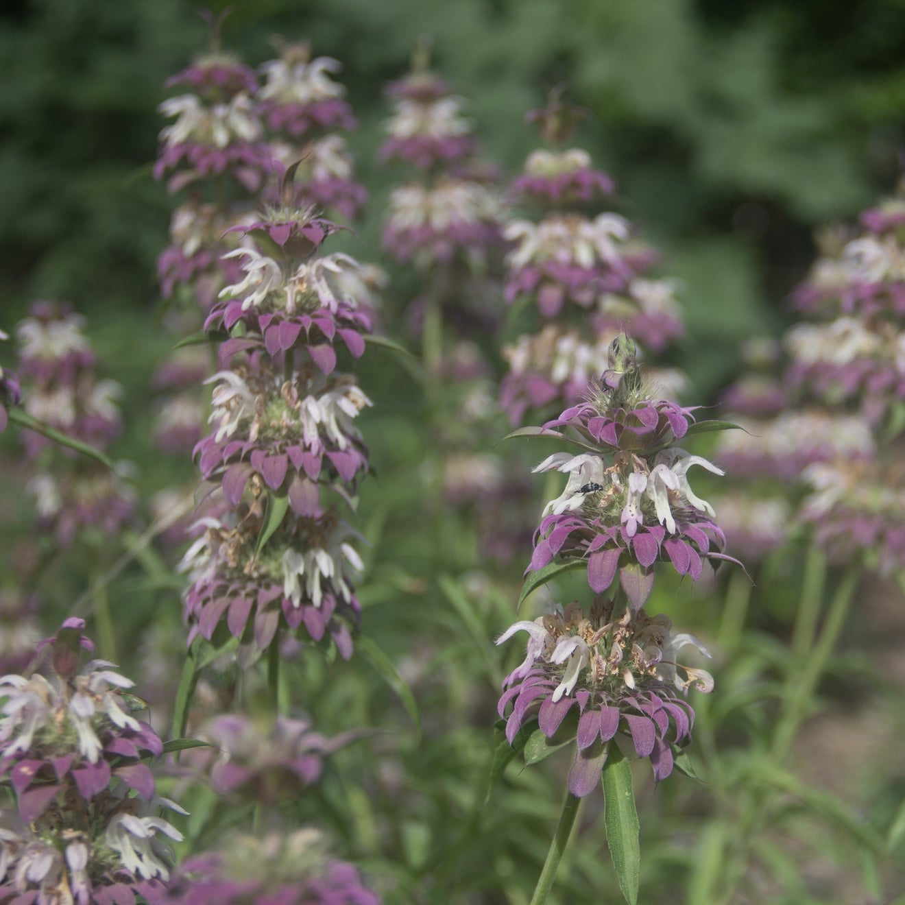 Lemon Beebalm