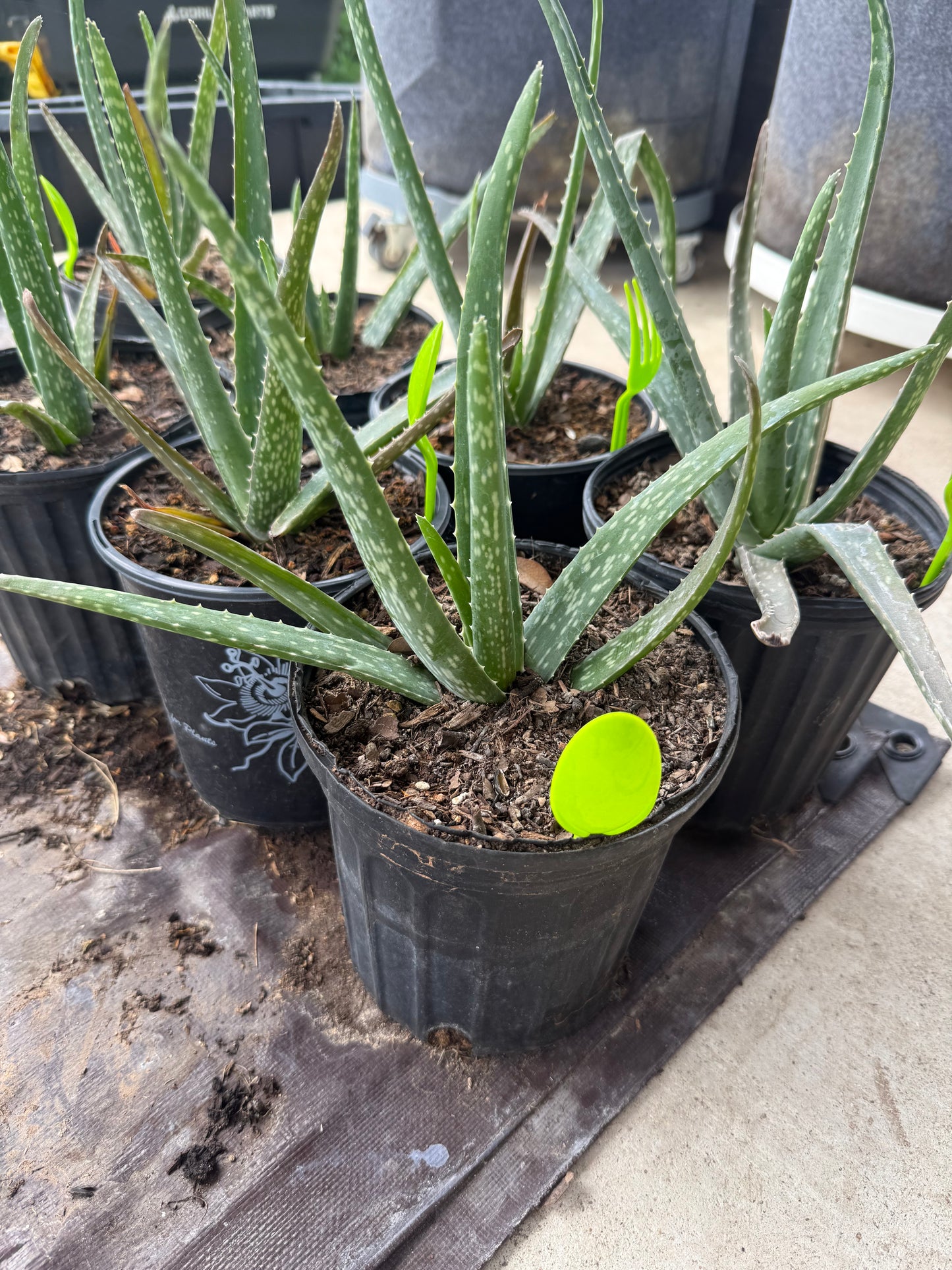 Aloe
