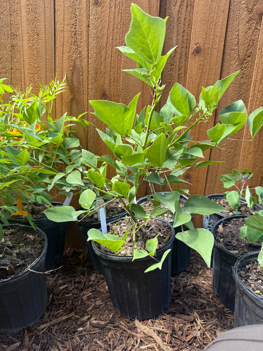 Coral Bean, Giant