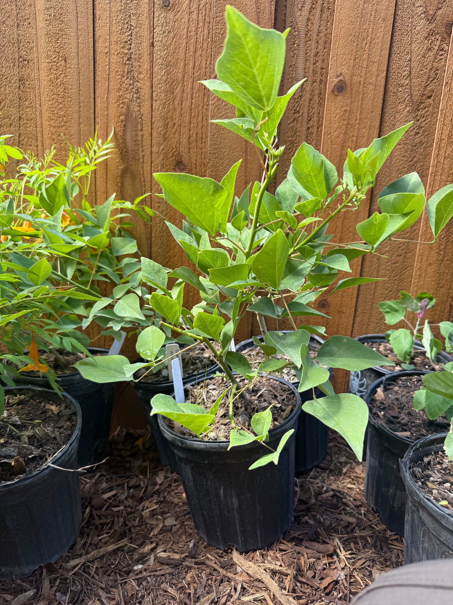 Coral Bean, Giant