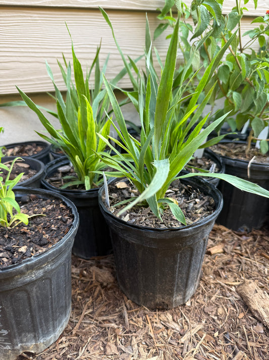 Rattlesnake Master