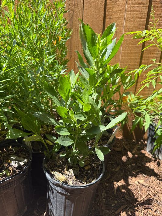 Fall Obedient Plant