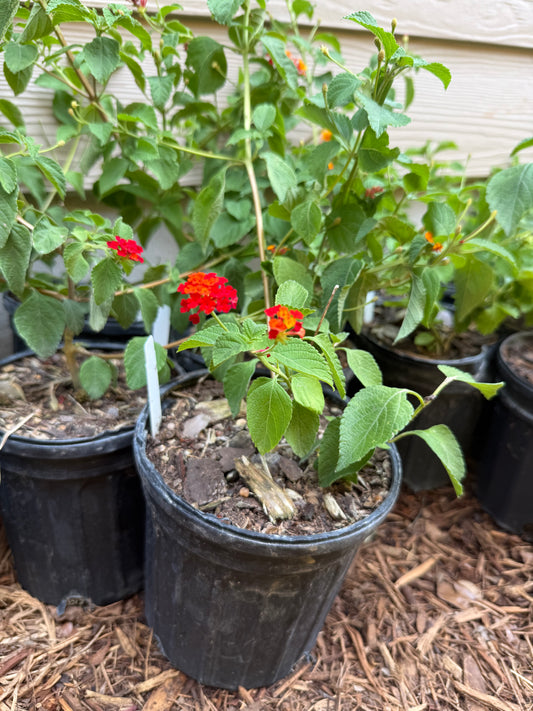Lantana, Dallas Red