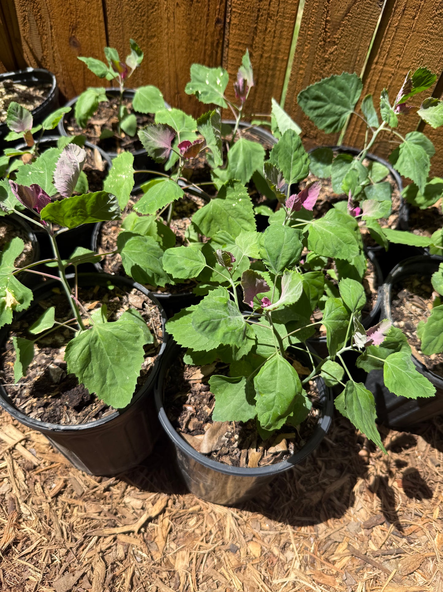 Tree Spinach