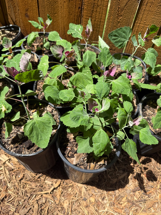 Tree Spinach
