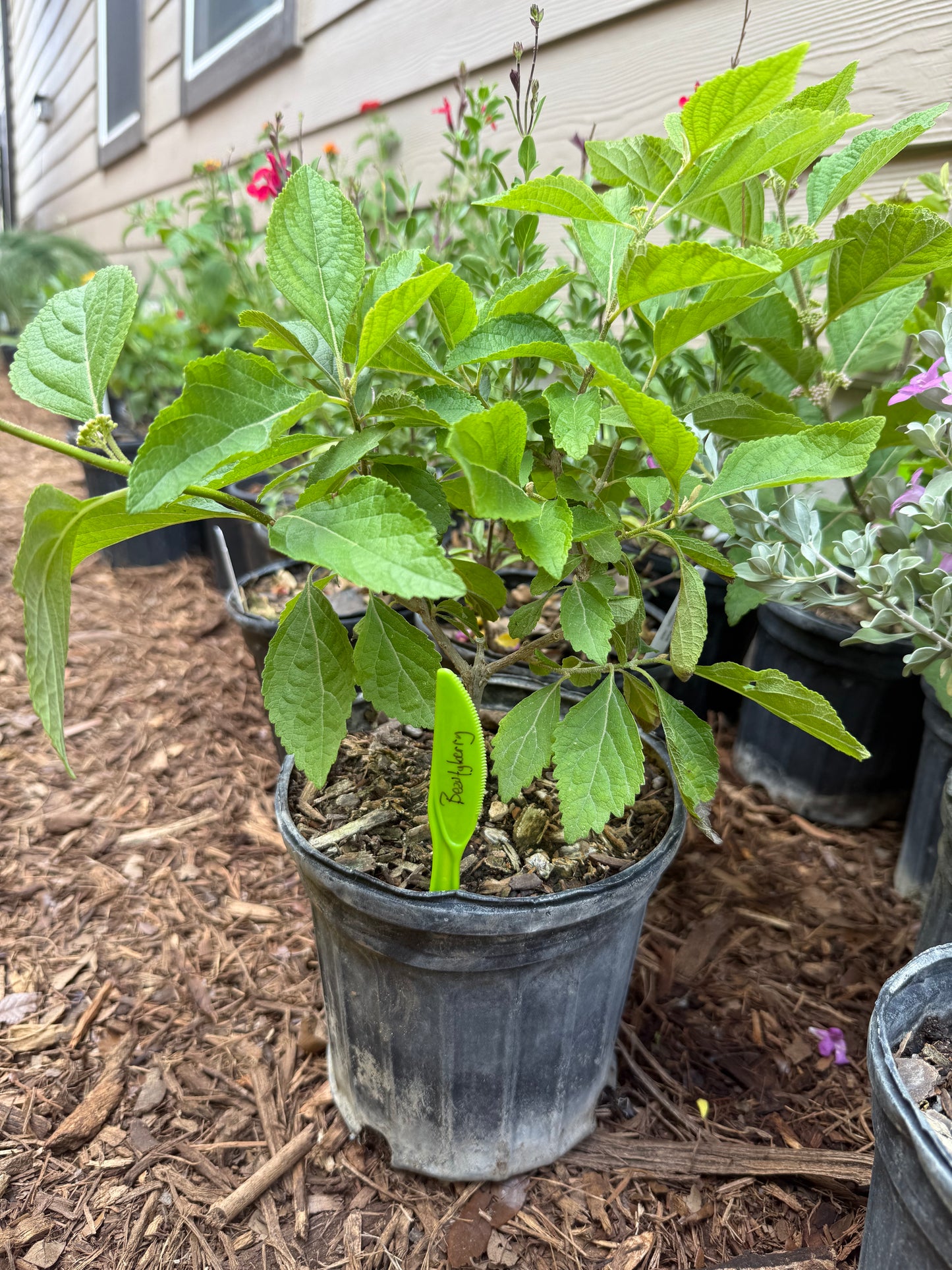 American Beautyberry