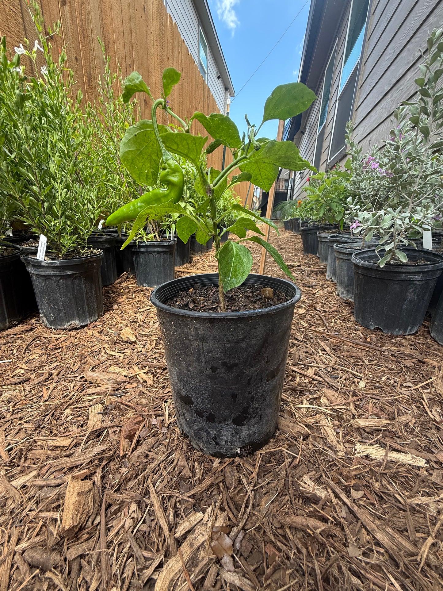 Pepper - Guajillo