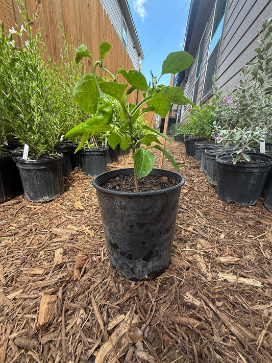 Pepper - Guajillo