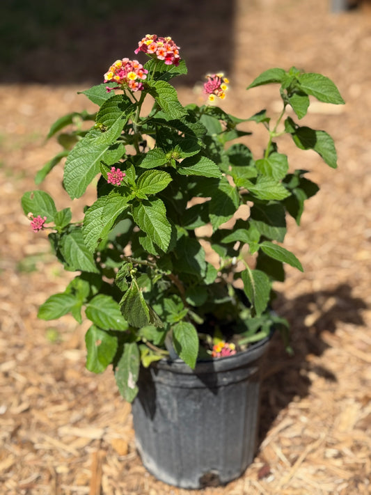 Lantana, Confetti