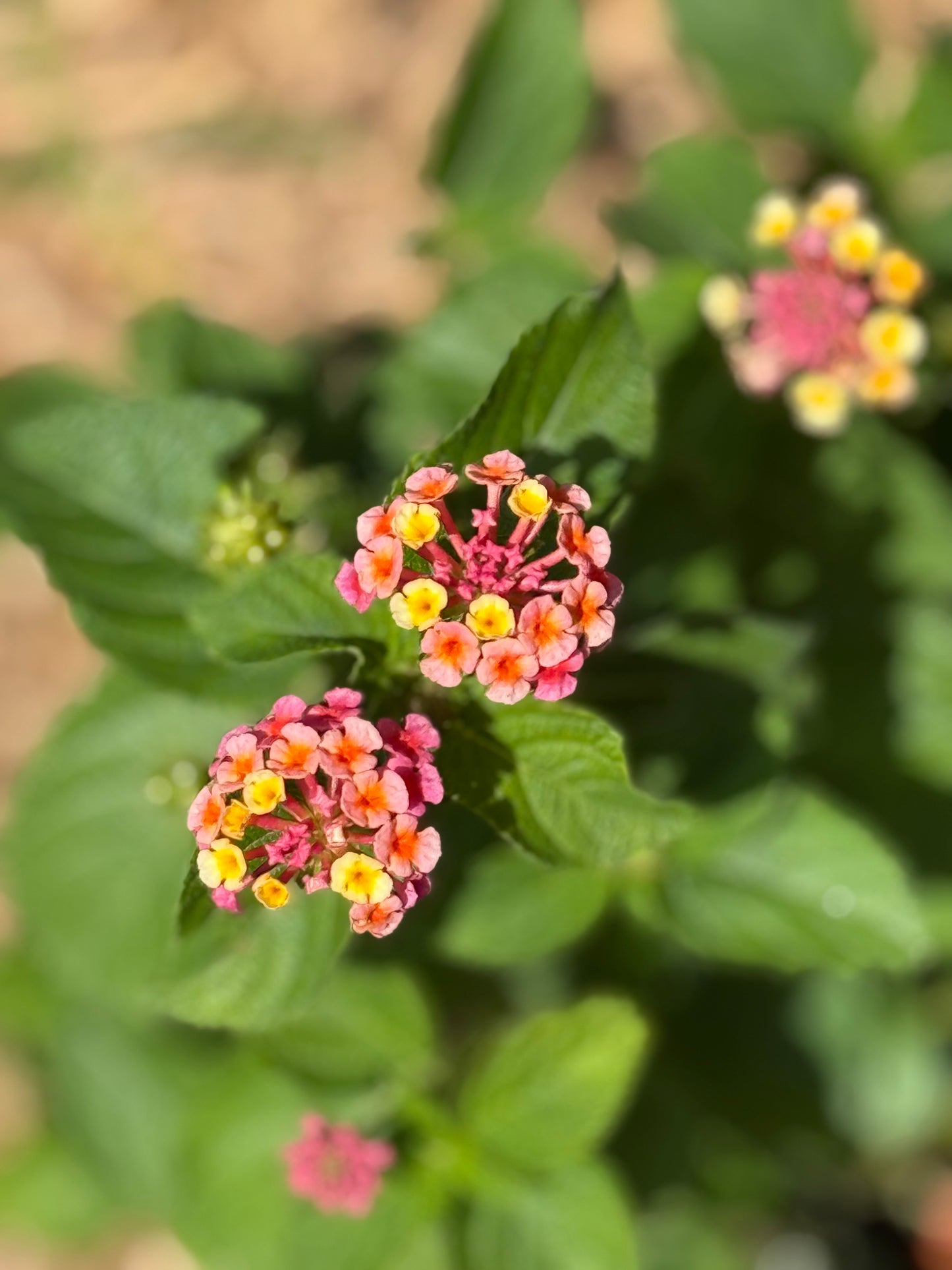 Lantana, Confetti