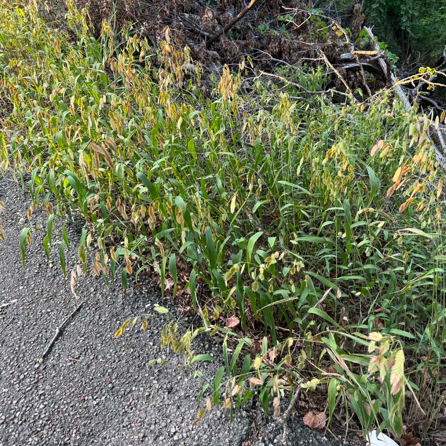 Inland Sea Oats