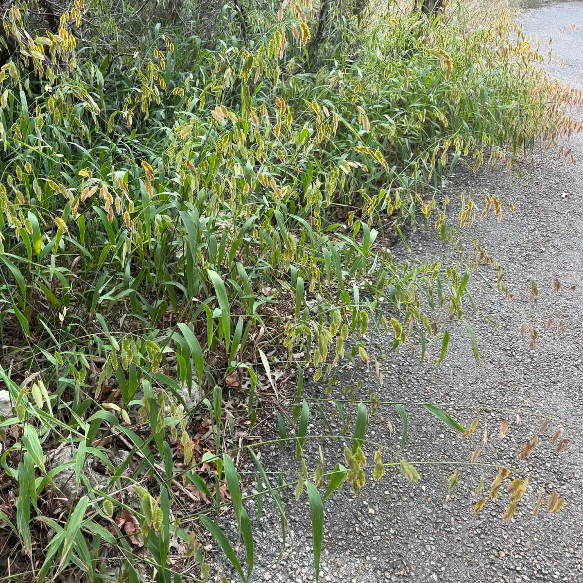 Inland Sea Oats