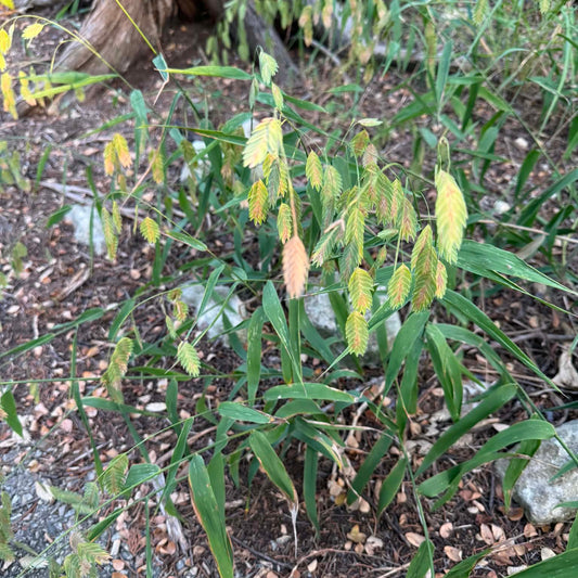 Inland Sea Oats