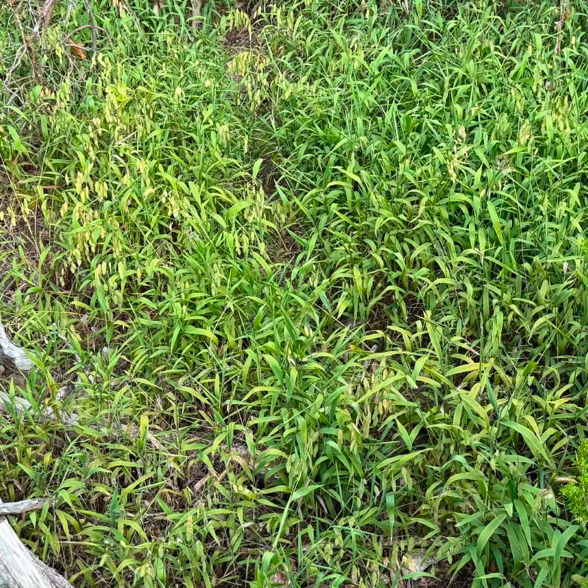 Inland Sea oats 