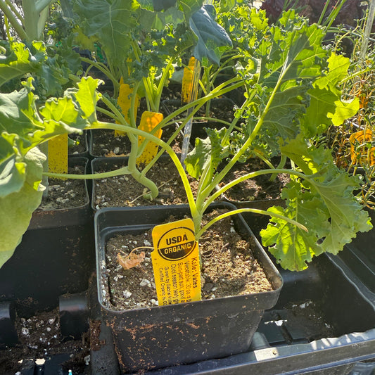 Kale, Vates