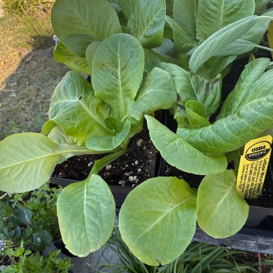 Romaine Lettuce, Winter Density