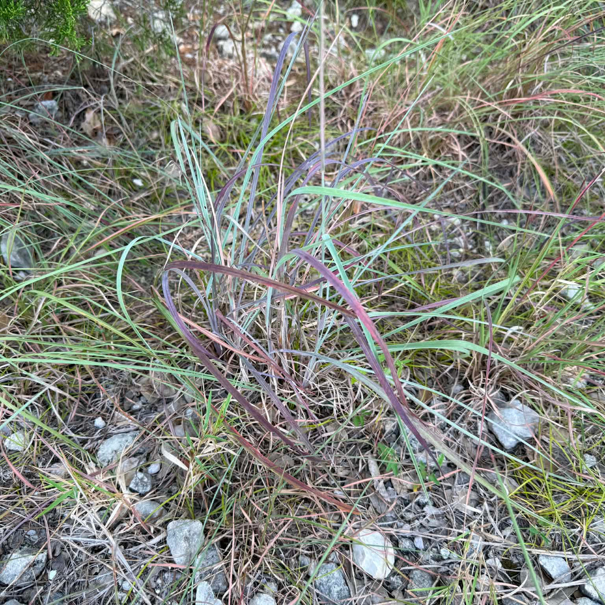 Little Bluestem