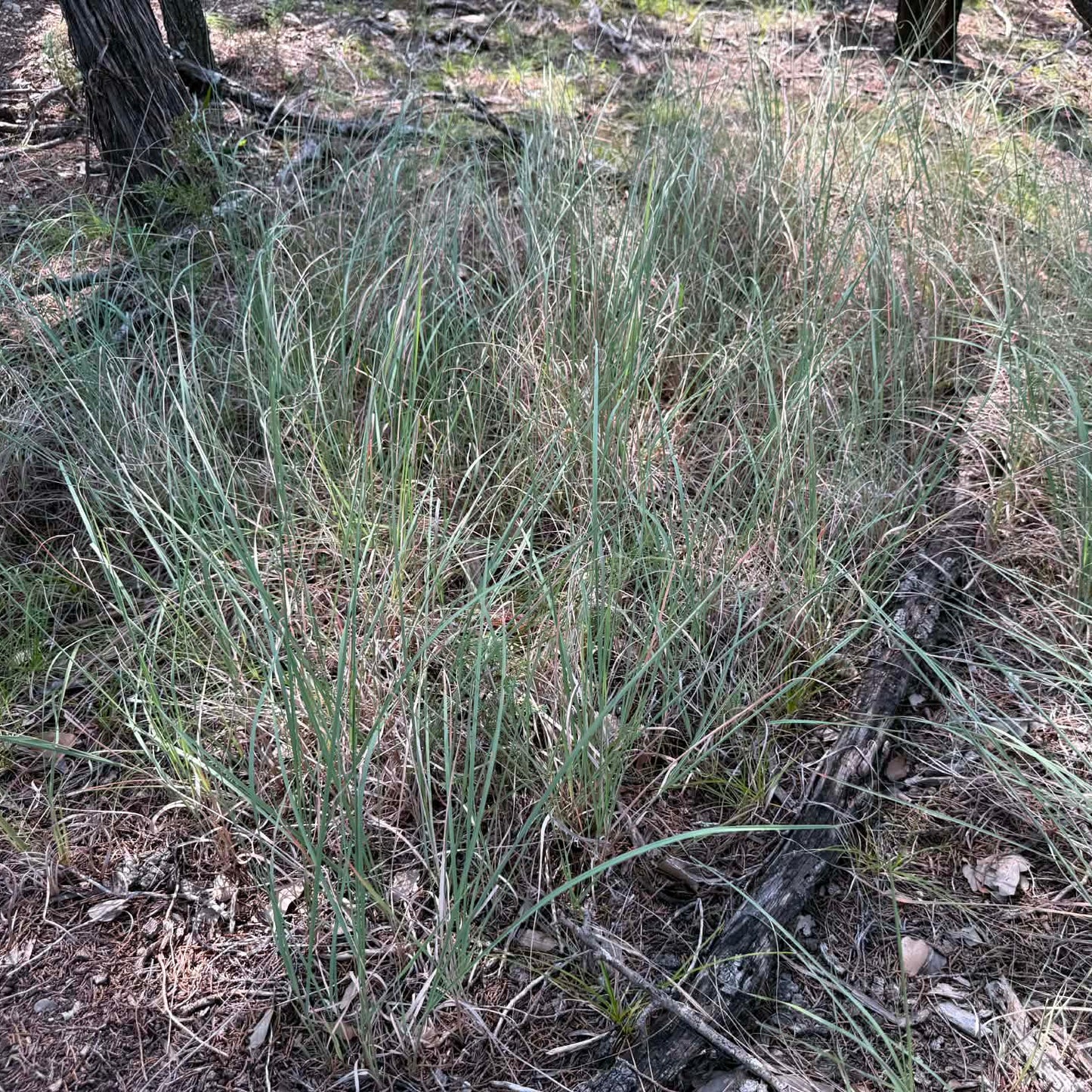 Little Bluestem