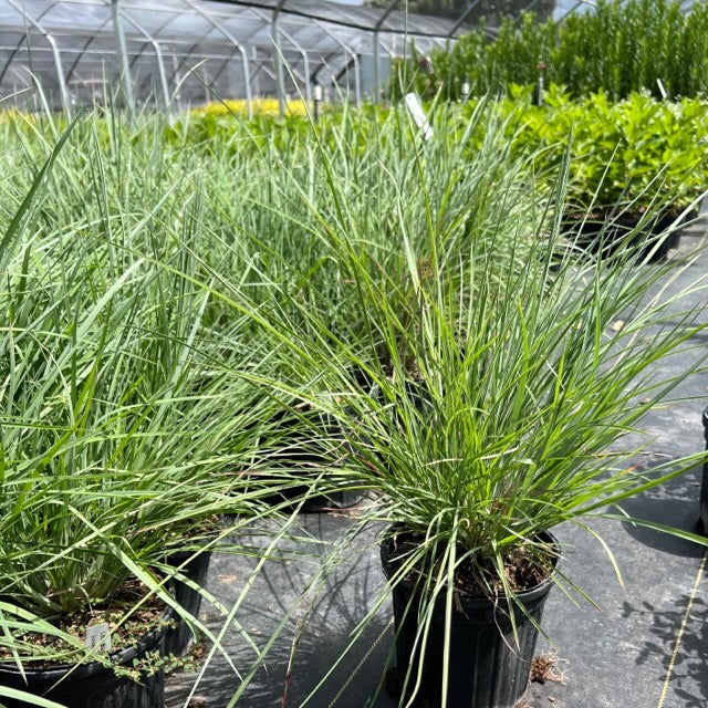 Little Bluestem