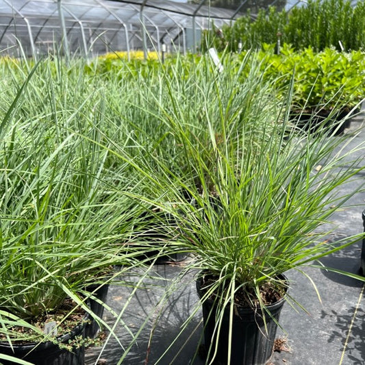 Little Bluestem