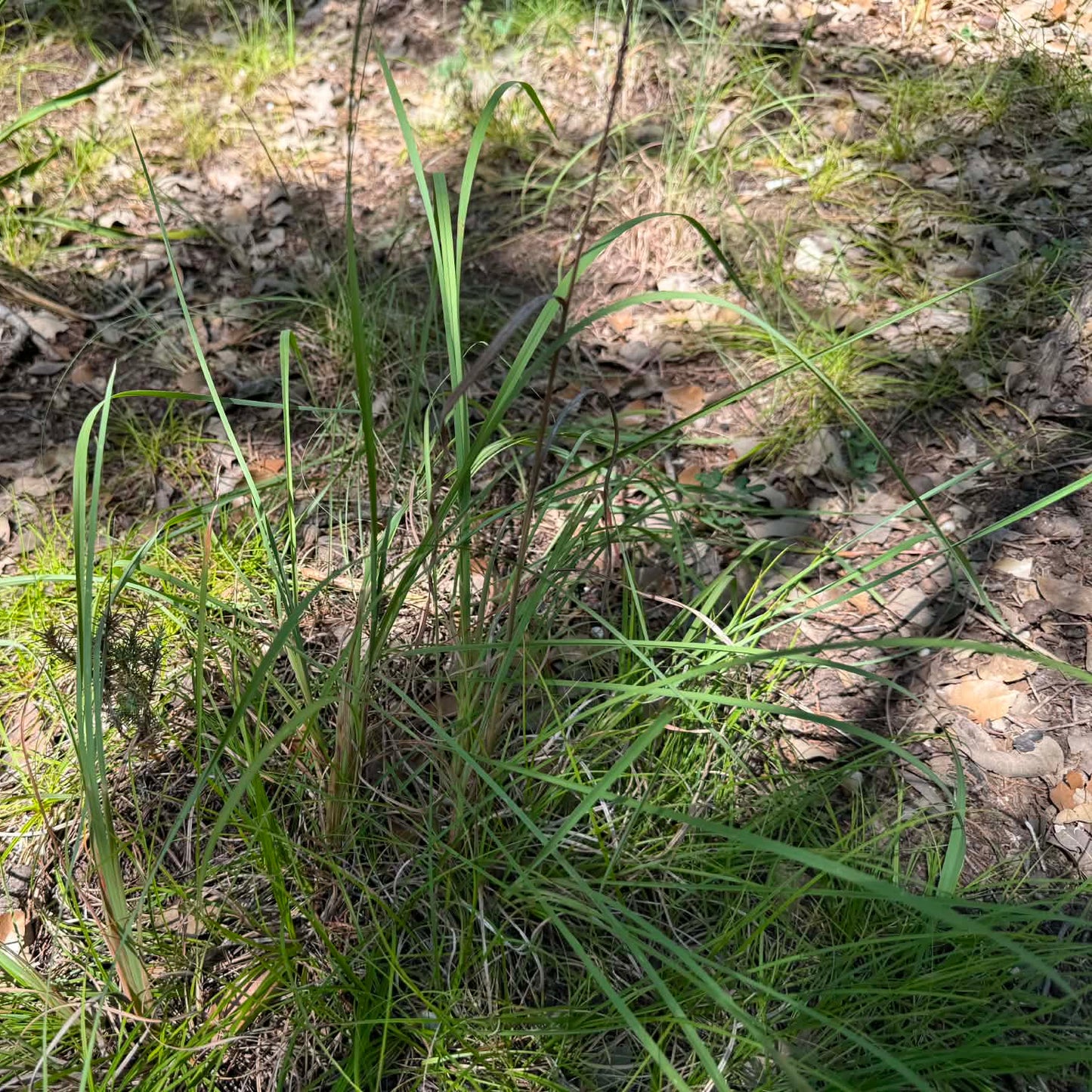 Little Bluestem