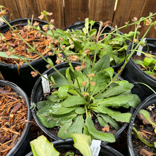 Lyre Leaf Sage Salvia for sale