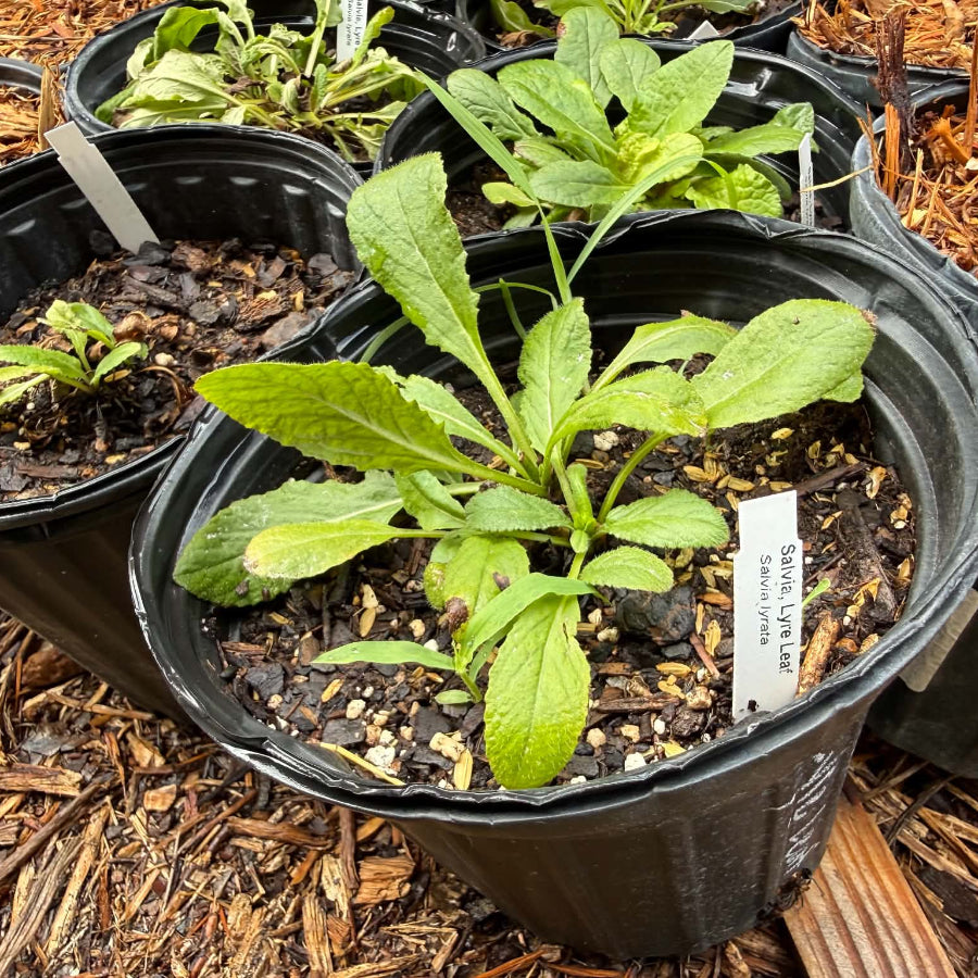 Lyre Leaf Sage Salvia for Sale Austin, Texas