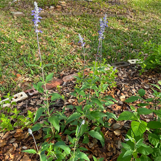 Salvia, Mealy Blue (Henry Duelberg)