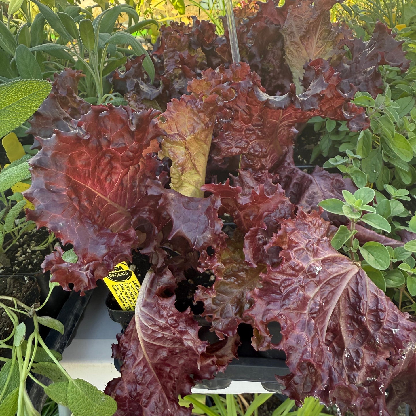 Lettuce, Merlot