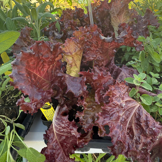 Lettuce, Merlot
