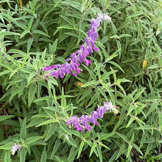 Mexican Bush Sage