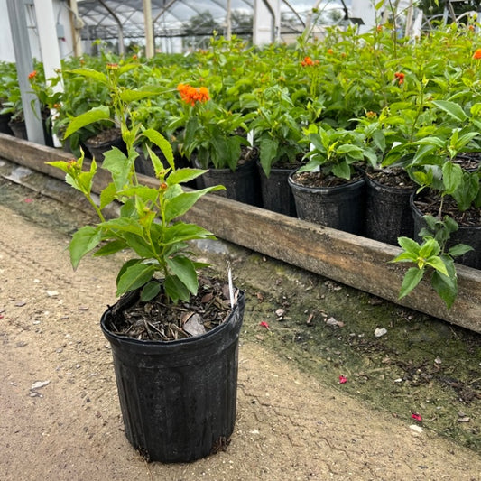 Mexican Flame Vine in nursery pot