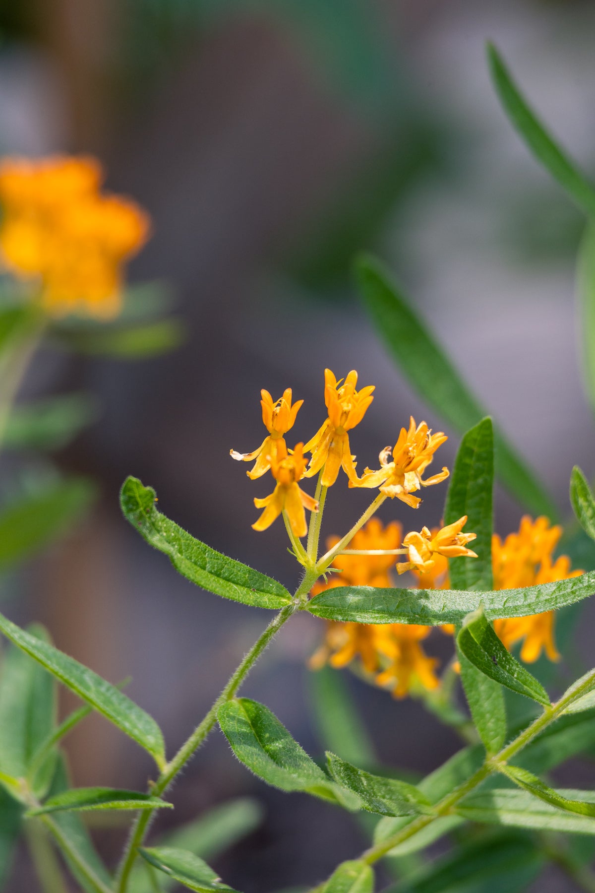 Butterfly Milkweed