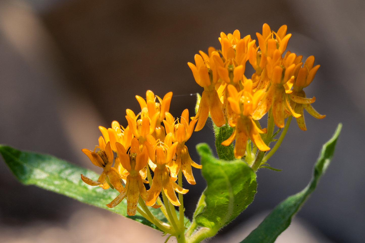 Butterfly Milkweed